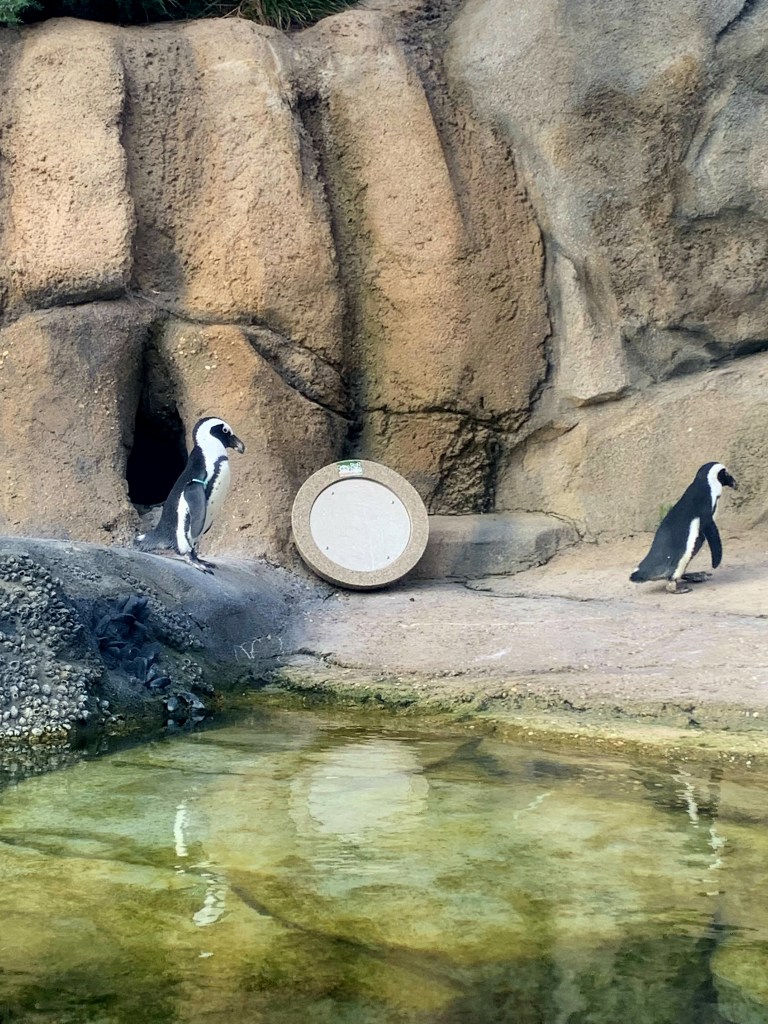 A photo of penguins in Lincoln Park Zoo, Chicago, USA