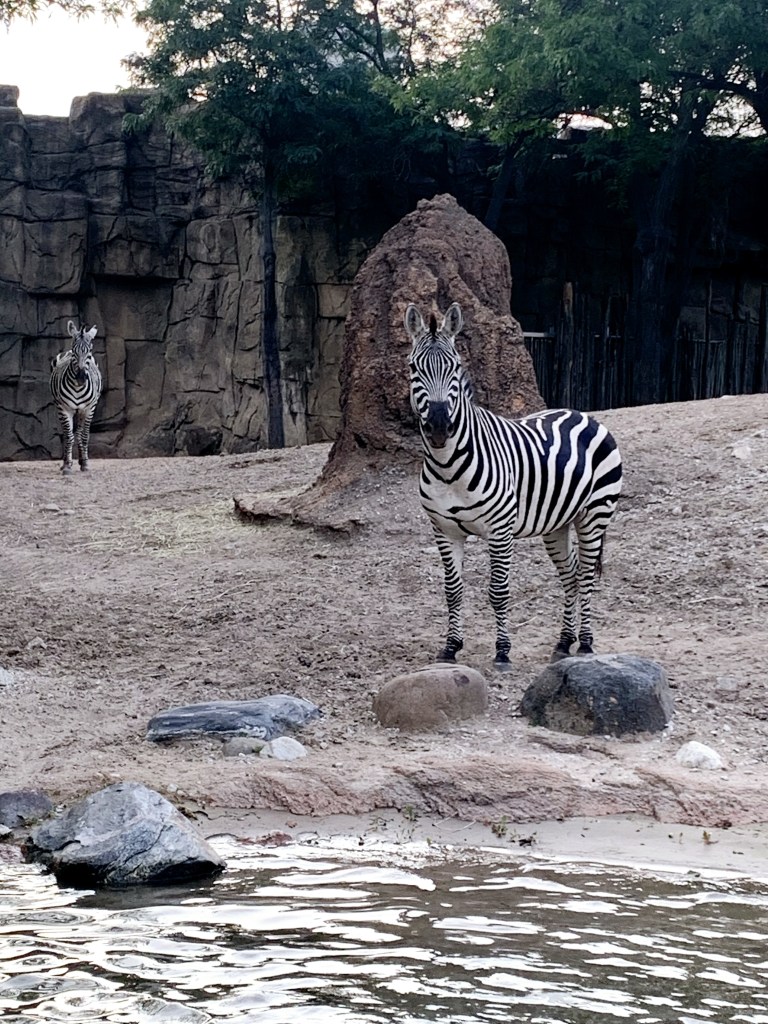 A photo of zebras in Lincoln Park Zoo, Chicago, USA